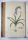 Curtis, William, Flora Londinensis: or, plates and descriptions of such plants as grow wild in the environs of London, with their places of growth, and times of flowering, their several names according to Linnaeus and other authors: with a particular description of each plant in latin and english. To which are added their several uses in medicine, agriculture, rural oeconomy and other arts.