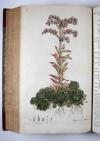 Curtis, William, Flora Londinensis: or, plates and descriptions of such plants as grow wild in the environs of London, with their places of growth, and times of flowering, their several names according to Linnaeus and other authors: with a particular description of each plant in latin and english. To which are added their several uses in medicine, agriculture, rural oeconomy and other arts.