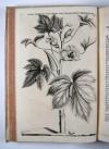 Commelin, Jan &amp; Caspar, Horti Medici Amstelodamensis Rariorum tam Orientalis, quam Occidentalis Indiae, aliarumque peregrinarum plantarum …/ Beschryvinge en Curieuse Afbeeldingen van rare vreemde Oost- West- Indische en andere Gewassen in den Amsterdamsche Kruyd-hof.