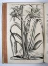 Commelin, Jan &amp; Caspar, Horti Medici Amstelodamensis Rariorum tam Orientalis, quam Occidentalis Indiae, aliarumque peregrinarum plantarum …/ Beschryvinge en Curieuse Afbeeldingen van rare vreemde Oost- West- Indische en andere Gewassen in den Amsterdamsche Kruyd-hof.