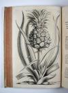 Commelin, Jan &amp; Caspar, Horti Medici Amstelodamensis Rariorum tam Orientalis, quam Occidentalis Indiae, aliarumque peregrinarum plantarum …/ Beschryvinge en Curieuse Afbeeldingen van rare vreemde Oost- West- Indische en andere Gewassen in den Amsterdamsche Kruyd-hof.