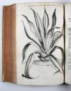 Commelin, Jan &amp; Caspar, Horti Medici Amstelodamensis Rariorum tam Orientalis, quam Occidentalis Indiae, aliarumque peregrinarum plantarum …/ Beschryvinge en Curieuse Afbeeldingen van rare vreemde Oost- West- Indische en andere Gewassen in den Amsterdamsche Kruyd-hof.